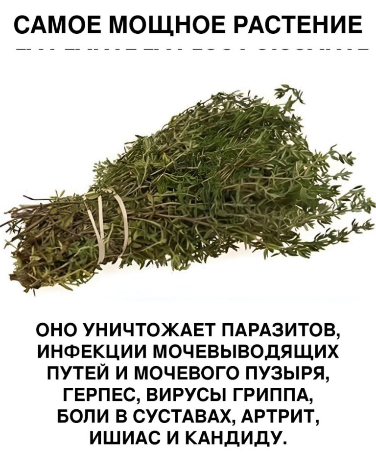 Орегано: приправа, скрывающая целый арсенал пользы для здоровья